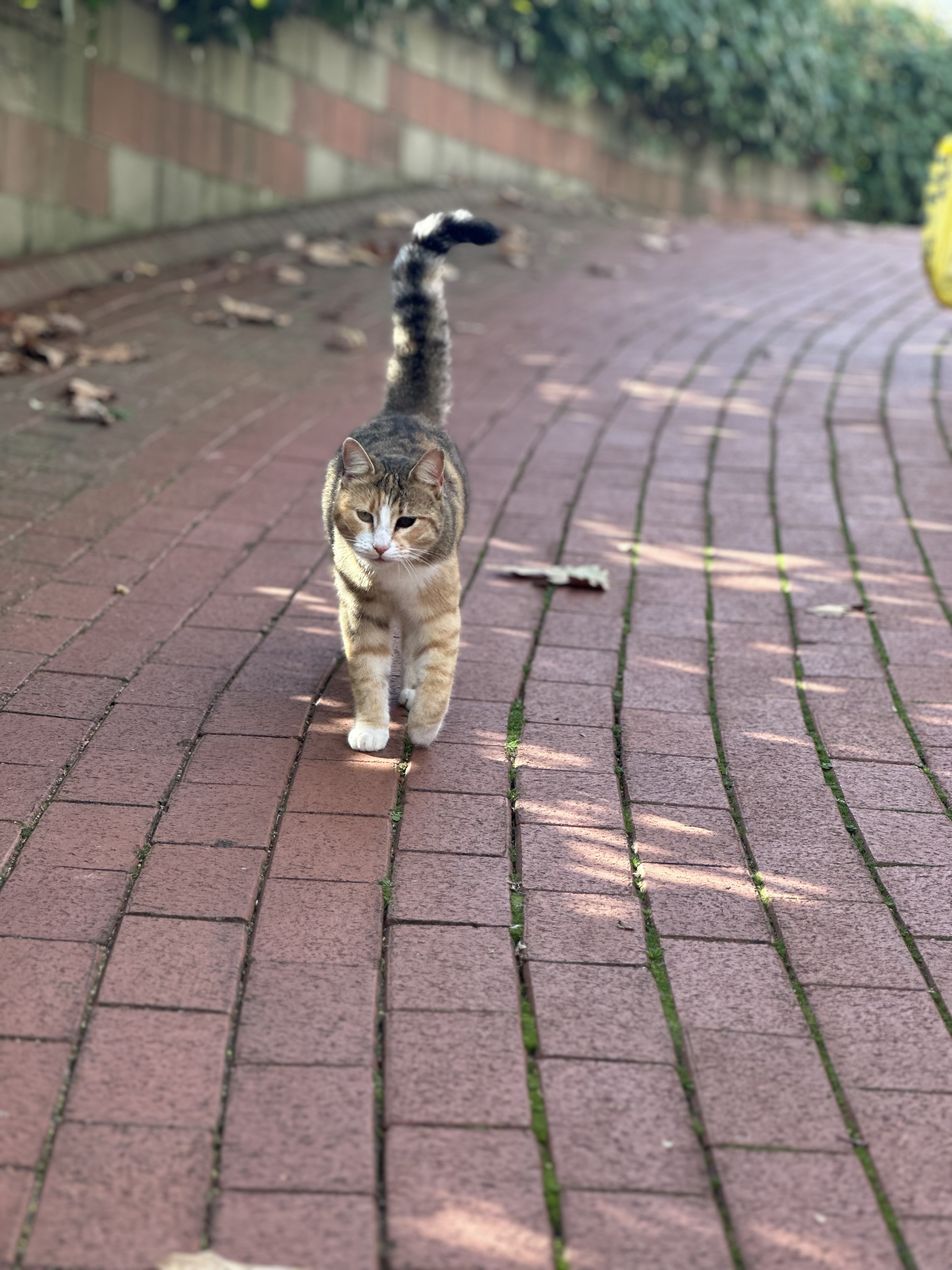 Campus cat