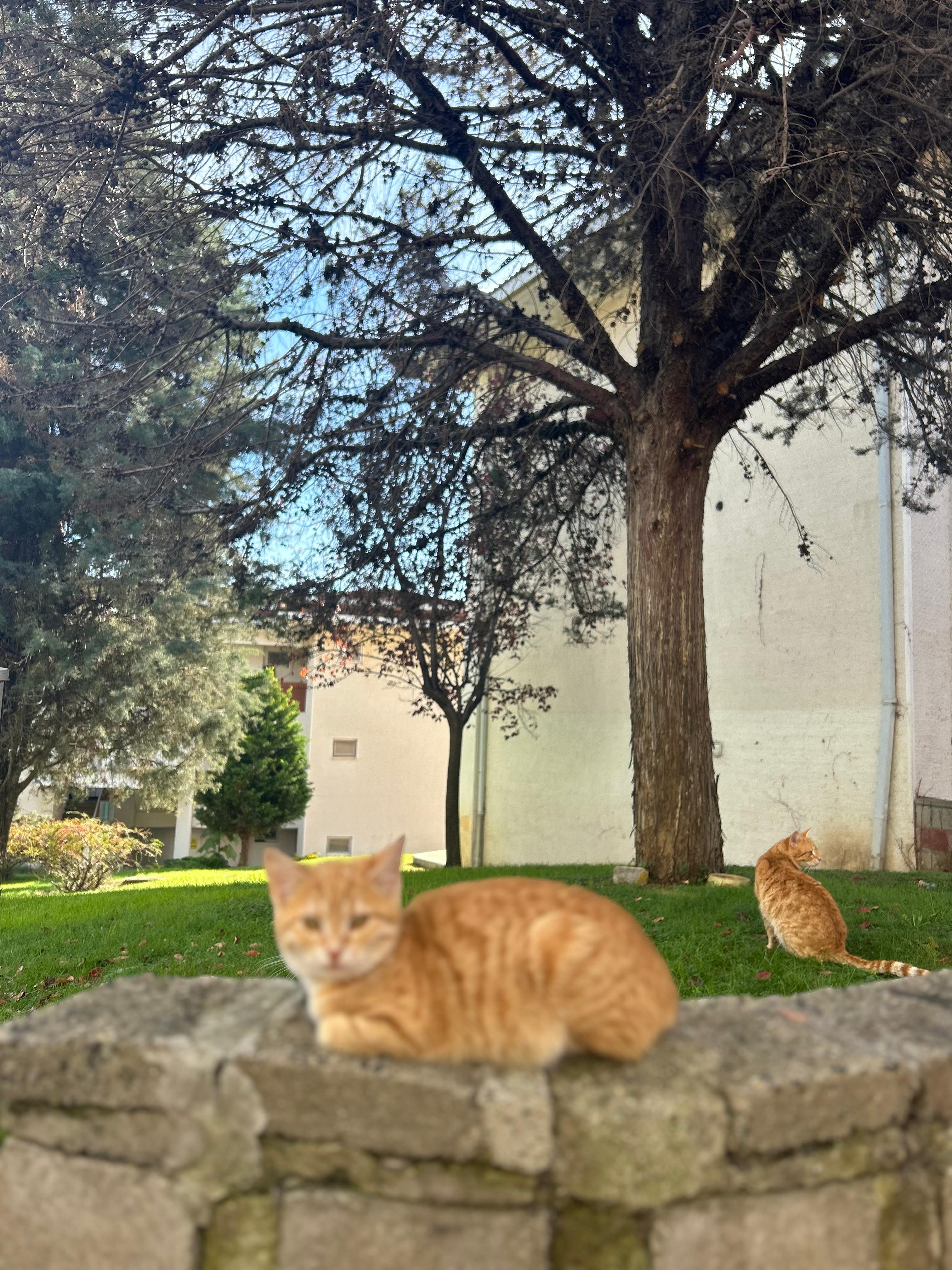 Volunteers and friends